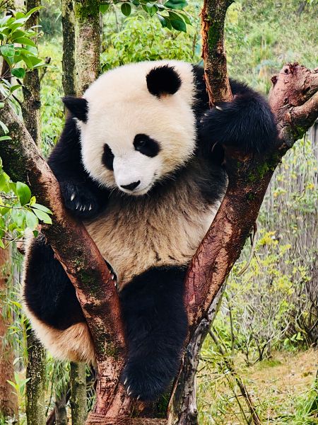 1761880355115148.jpg 熊貓11.jpg