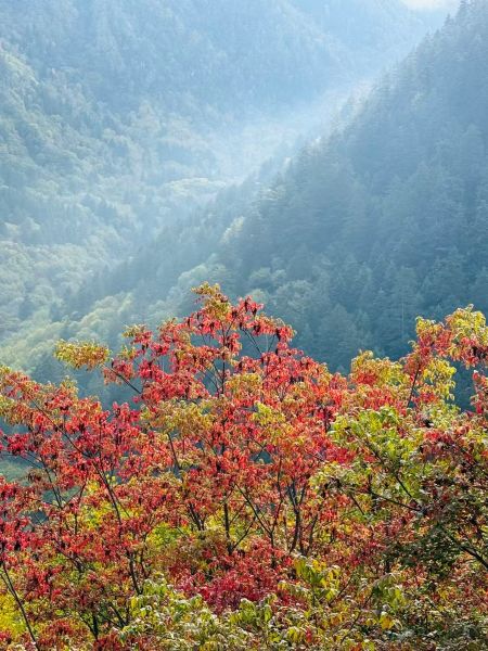 1761882145995454.jpg 紅葉.jpg